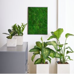 Mosbillede i Pudemos